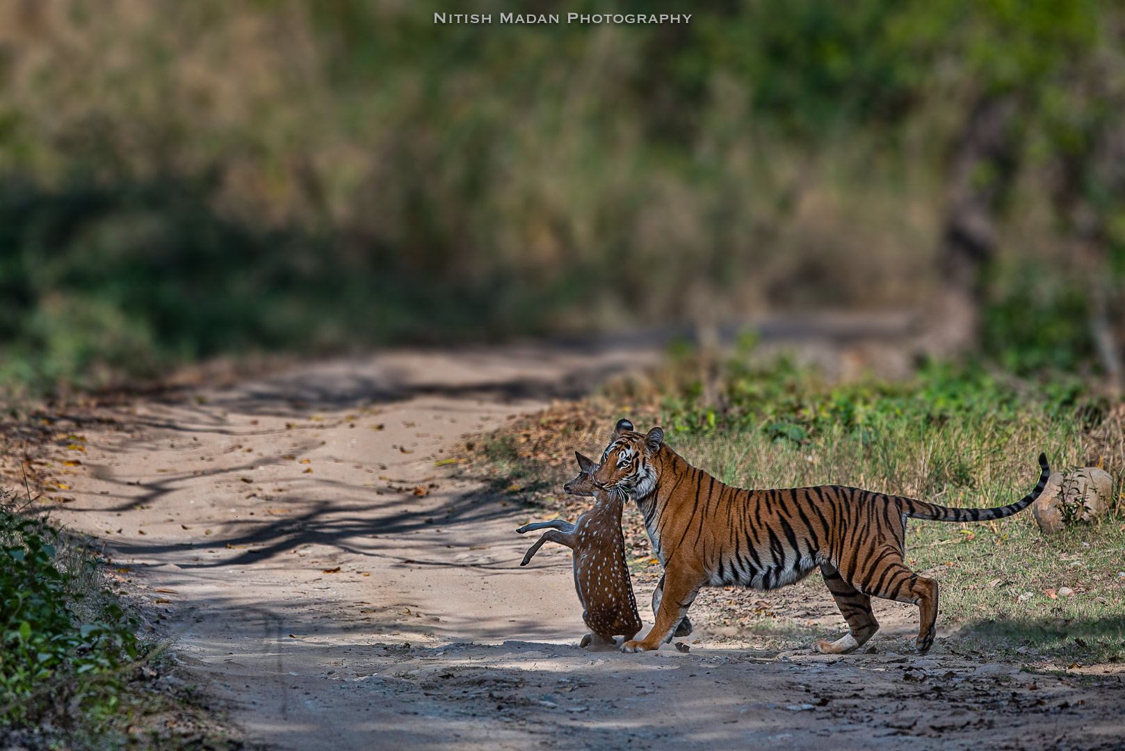 Animals in their Environment – Nitish Madan Animals in their Environment – Nitish Madan