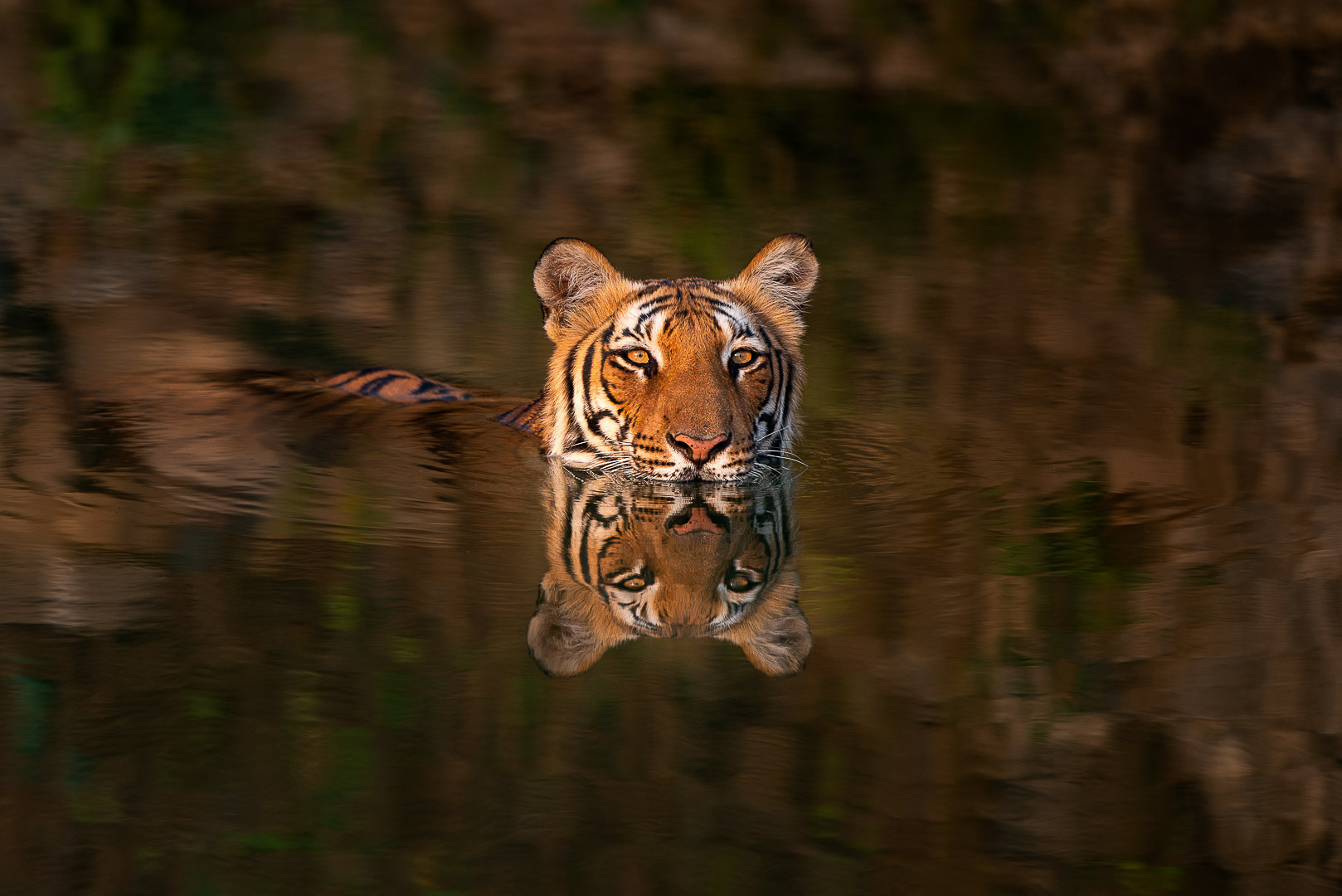 Representative Image -Kanha Full Day Safari Tour