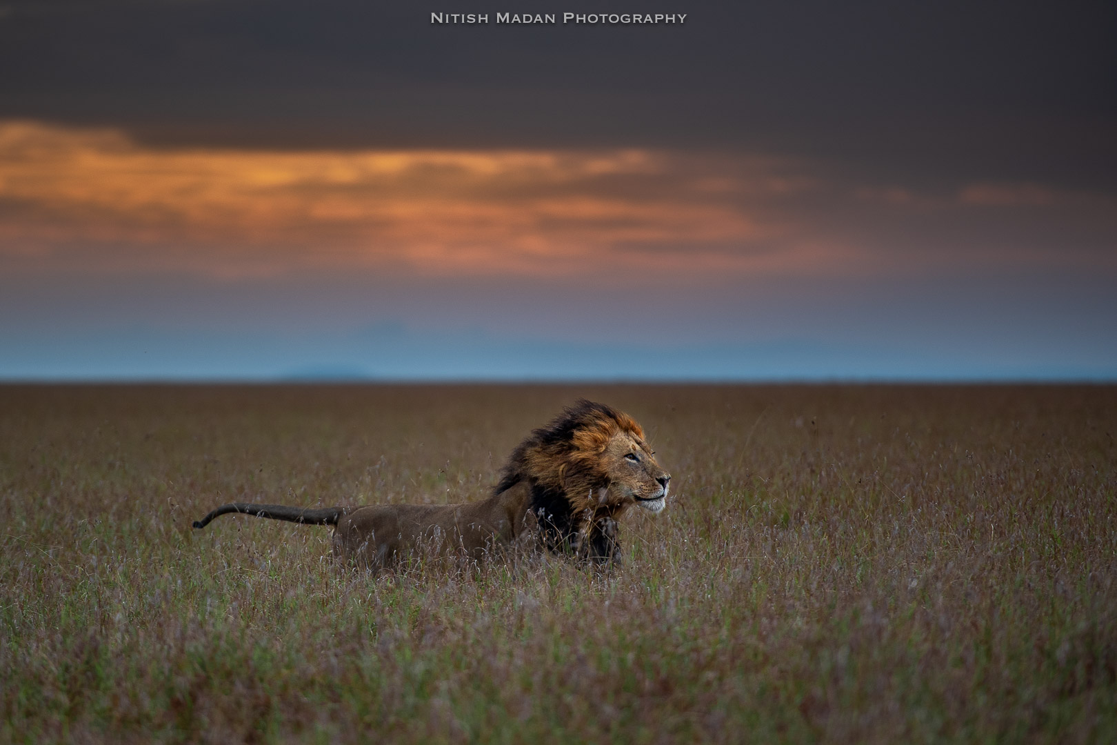 Representative Image - Masai Mara - Cats and Migration Safari Tour