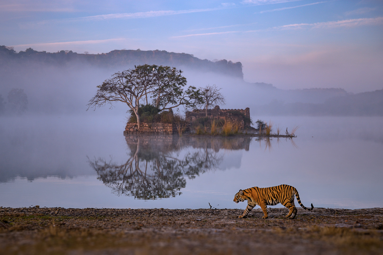 ranthambore safari experience