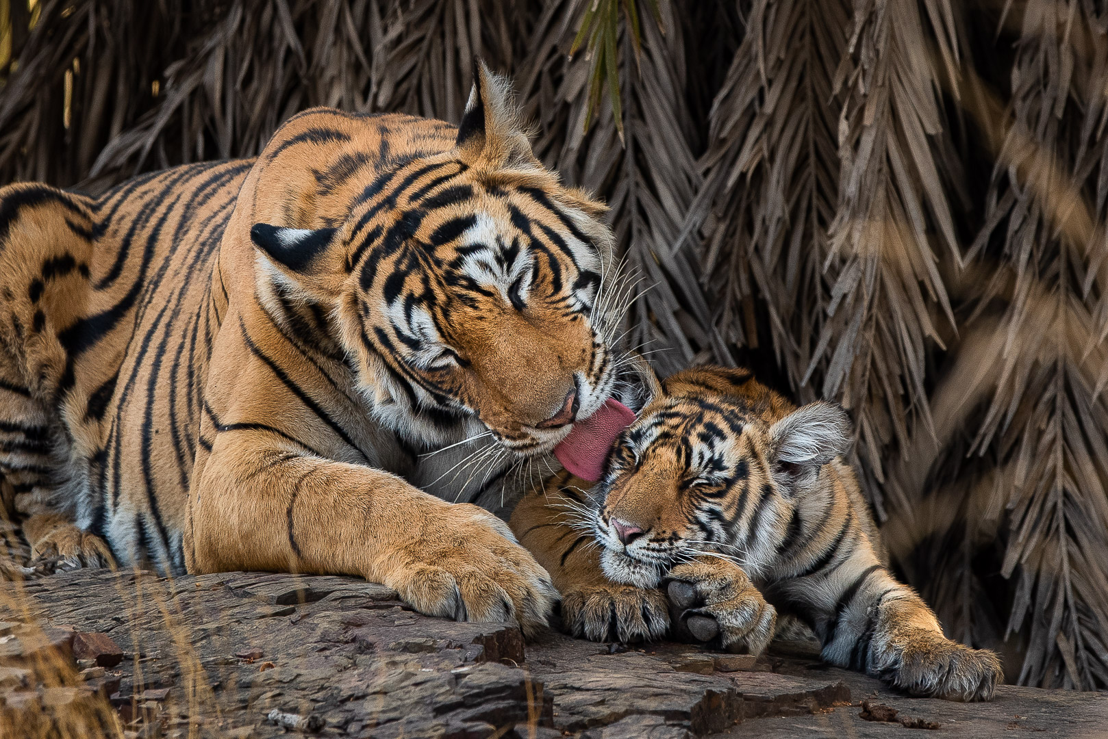 Wild Baby Animals Nitish Madan Wild Baby Animals Nitish Madan